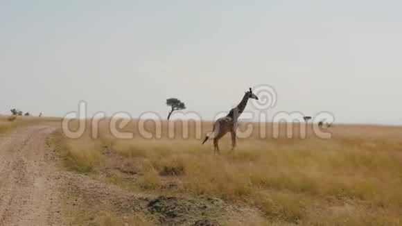 非洲长颈鹿走在草原上长满了枯萎的草视频的预览图