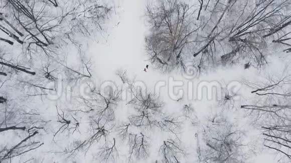 一个男人和一个女人在冬天通过树林训练和做他们的健康早上慢跑健康视频的预览图