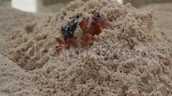 加勒比海边的红蟹巴巴多斯在沙滩上为家挖洞股票录像片段视频的预览图