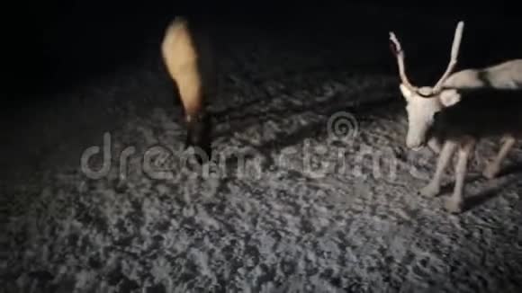在西伯利亚的冻原中美丽的幼鹿在半夜视频的预览图