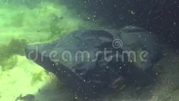 海中黑色塑料袋海中鱼兽杀手视频的预览图