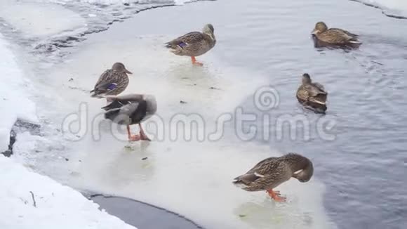 很少有鸭子和鸭子站在冬湖的浮冰上清理它们的羽毛视频的预览图