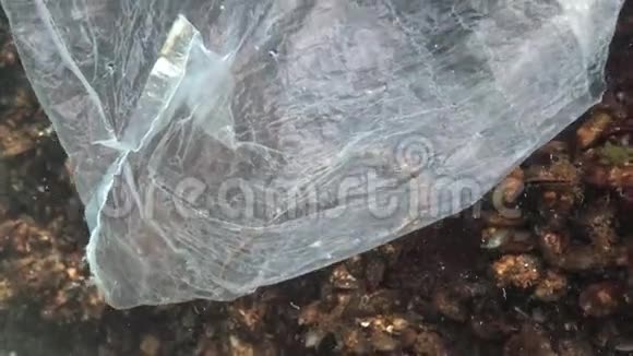 塑料袋在海里海鱼和动物的杀手视频的预览图