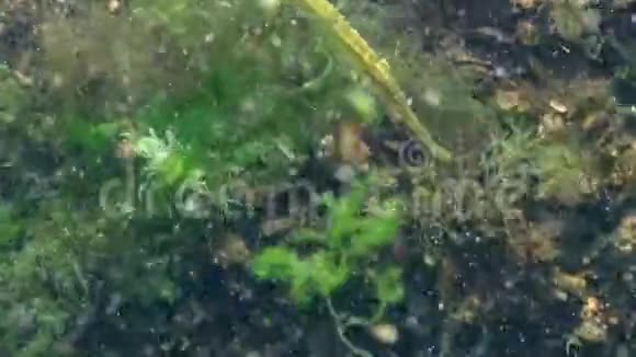 大鼻管鱼斑疹伤寒在海藻丛中捕食鱼类视频的预览图