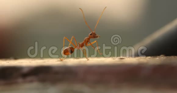 爱中的红蚂蚁视频的预览图
