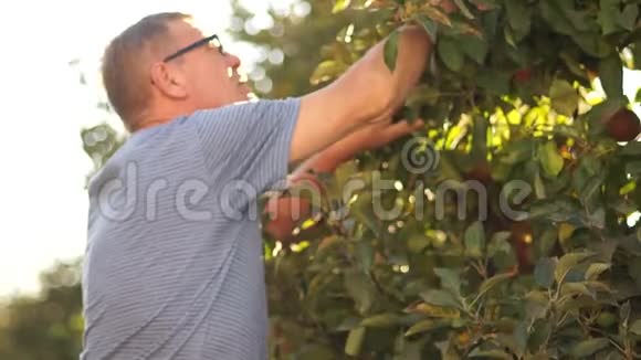 一个成熟的农民在他的花园里检查苹果的收成男人摘熟的红苹果视频的预览图