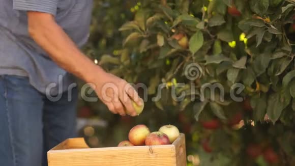 有机耕作在园内收获果实半个身体的特写双手从树枝上撕下苹果视频的预览图