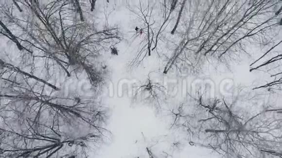 一个男人和一个女人在冬天通过树林训练和做他们的健康早上慢跑健康视频的预览图