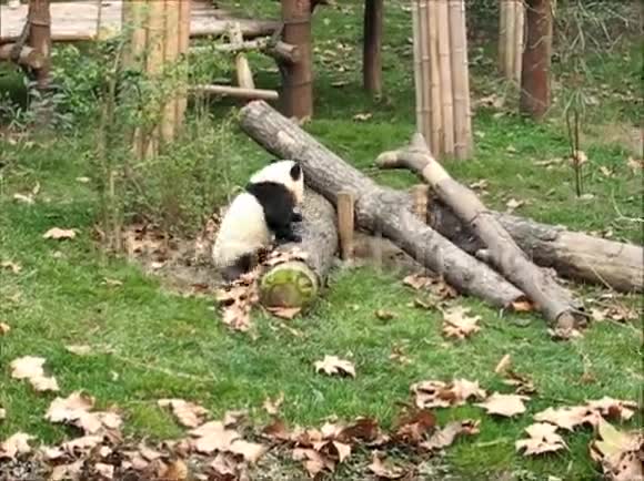 一只可爱的大熊猫视频的预览图