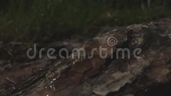 落在树皮上的雨滴与老瓦和幻影相机视频的预览图