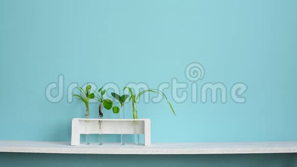 现代客房装饰白色架子贴着绿松石墙收集各种植物岩屑试管视频的预览图