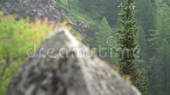 森林背景下孤独的岩石视频的预览图