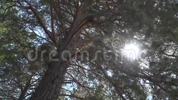 太阳的射线穿过古老雪松的树枝视频的预览图