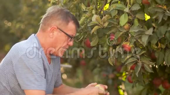 一个有视力眼镜的成熟男人在苹果园摘苹果秋收生态农业视频的预览图