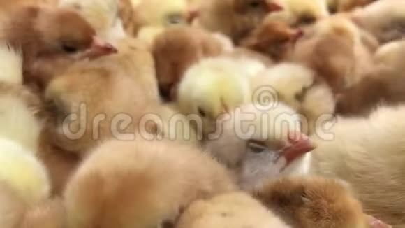 小鸡农场里的盒子里有很多小鸡4到视频视频的预览图
