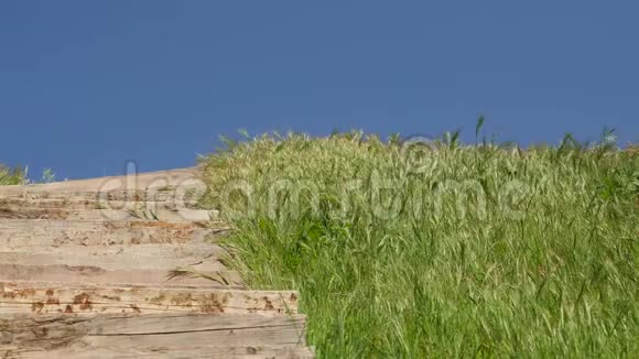 绿草如茵的木楼梯和蓝天的美丽景色视频的预览图