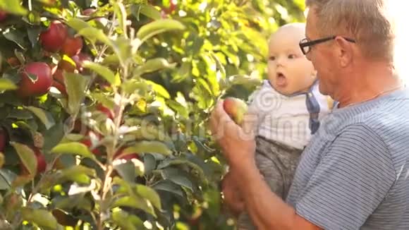 六个月的宝宝抱在幸福的爷爷怀里在丰收的苹果园的背景下秋天的阳光视频的预览图