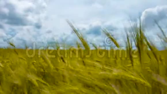 天然麦田阳光明媚的日子里大自然的景观随着云彩而流逝视频的预览图