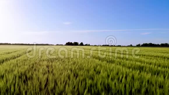 日落时的大麦谷场视频的预览图