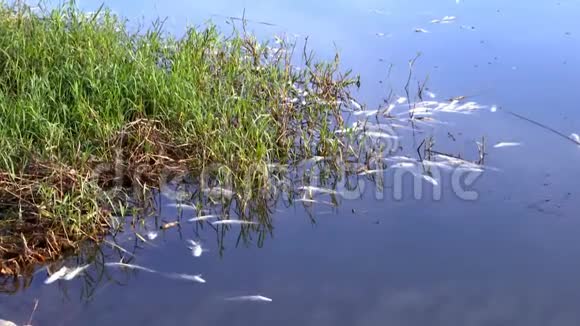 污染河流中的死鱼视频的预览图
