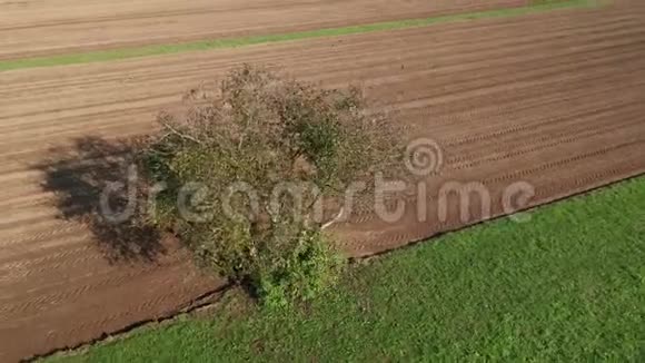 农田中的孤树绿色的草甸和褐色的耕田的视频的预览图