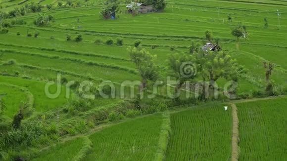 背景亚洲田稻产业俯视绿色植物夏季生态旅游景观农业视频的预览图