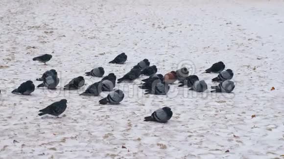 冬天一群鸽子坐在白雪覆盖的沙子上视频的预览图