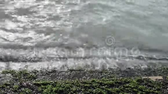 海或海洋海岸石阶上的绿藻视频的预览图