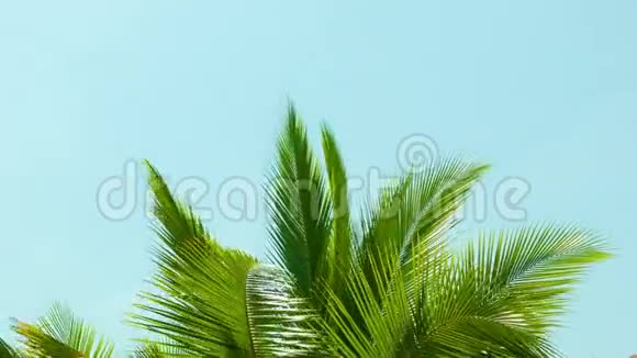 棕榈树在风中颤动逆天视频的预览图