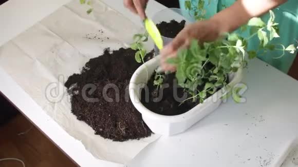 女孩把薄荷从一个花盆移植到另一个花盆用塑料刮刀与土壤一起工作给植物的剂量视频的预览图