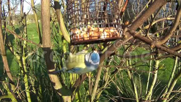 一只蓝雀在家庭花园里觅食视频的预览图