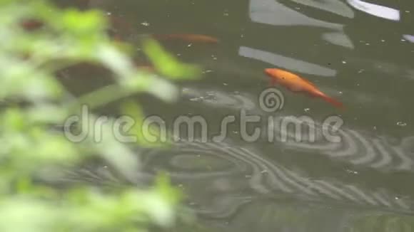 城市公园里的中国鱼视频的预览图
