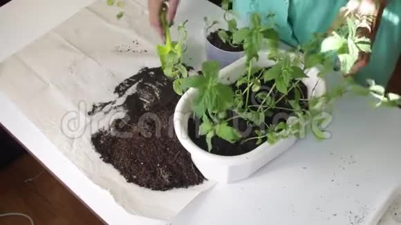 女孩把薄荷从一个花盆移植到另一个花盆用塑料刮刀与土壤一起工作给植物的剂量视频的预览图