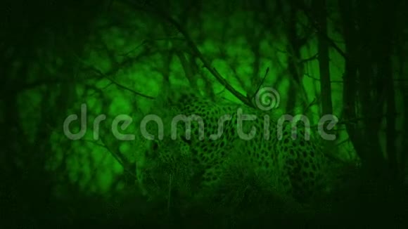 夜视猎豹蹲守和咆哮视频的预览图