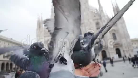 欧洲旧广场上的鸽子视频的预览图