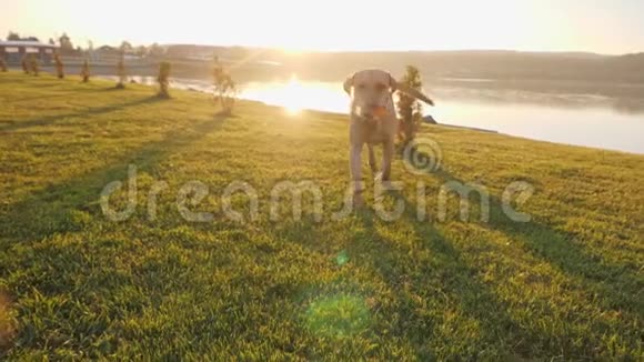 一只可爱的狗在晴天把一个球带到相机上特写视频的预览图