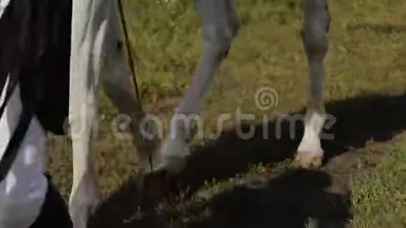 骑师骑着一匹马在河马场上斯塔迪卡姆夏季视频的预览图