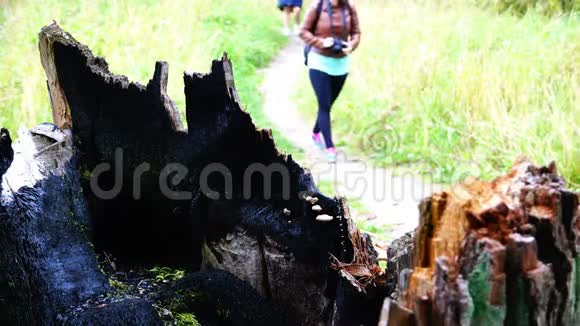 游客们沿着小径从闪电中掠过一棵烧焦的树视频的预览图