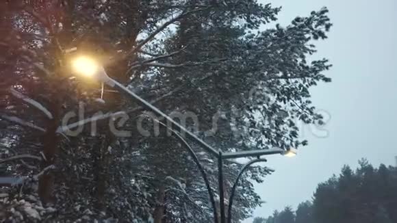 冬季公园积雪覆盖的树木附近的工作电器路灯的近景剪辑美丽的冬天视频的预览图