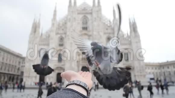 欧洲旧广场上的鸽子视频的预览图