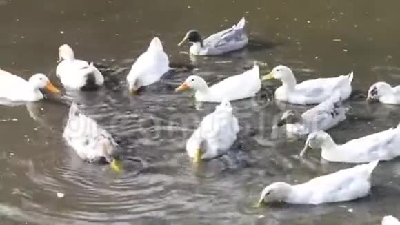 许多灰白色的鸭子在池塘里游泳视频的预览图