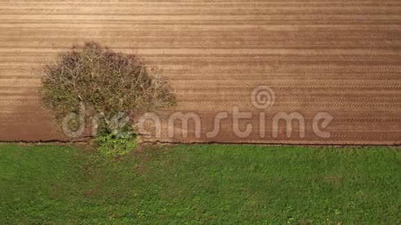 农田中的孤树绿色的草甸和褐色的耕田的视频的预览图