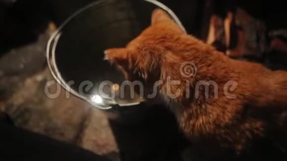 一只无家可归的猫从一个大锅炉里喝水视频的预览图