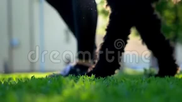 女主人的脚和腿的狗女孩带着一只梗跑在公园里视频的预览图