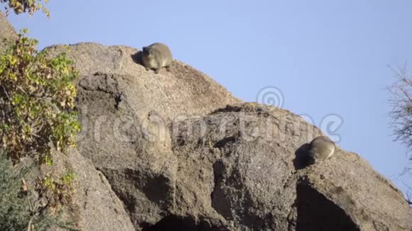 两个海拉斯在岩石上晒太阳视频的预览图