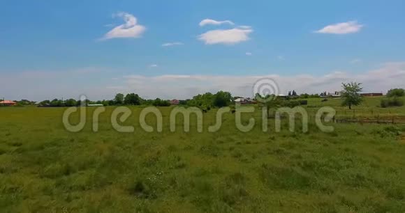 空中运动视野奶牛在绿草如茵的美丽草地上放牧视频的预览图