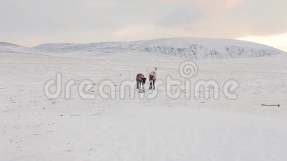 两只北极圈中间的神奇驯鹿站在镜头前视频的预览图