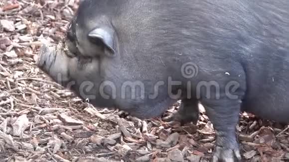 中国黑猪在地上寻找食物视频的预览图