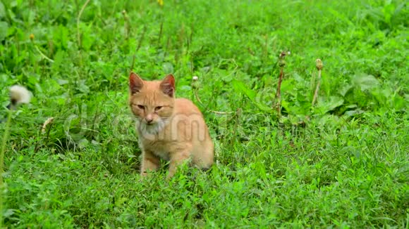 无家可归的小猫在大自然中喵喵叫视频的预览图