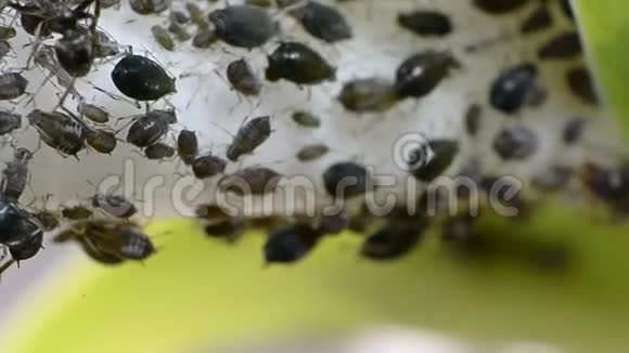 蚂蚁和蚂蚁一起繁殖培育蚜虫视频的预览图